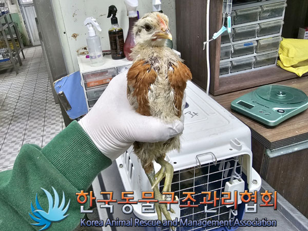한국동물구조관리협회_411322202300256